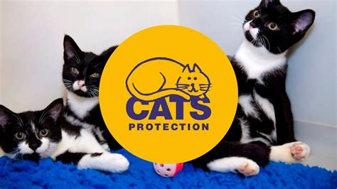charities for cats|cat foundations.
